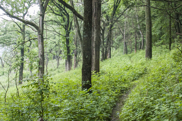 The trail system provides access to the natural areas, such as this trail in Hickory Ridge Woods.